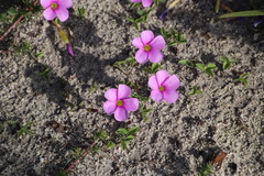 Oxalis eckloniana-nidulans