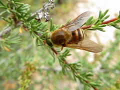 Pangoniinae
