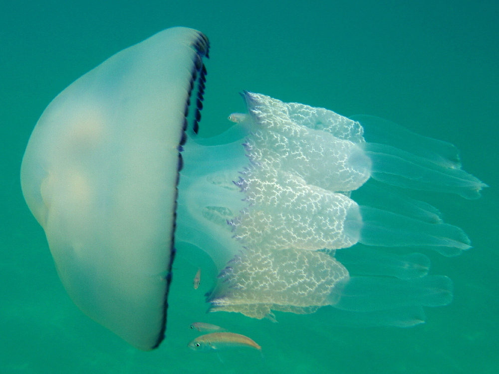 True Jellies
