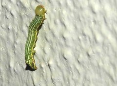 Norracoides basinotata