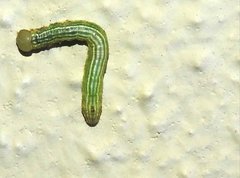 Norracoides basinotata