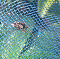 Closterotomus biclavatus