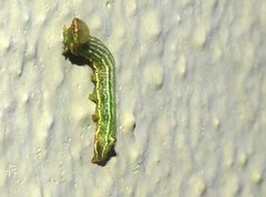 Norracoides basinotata