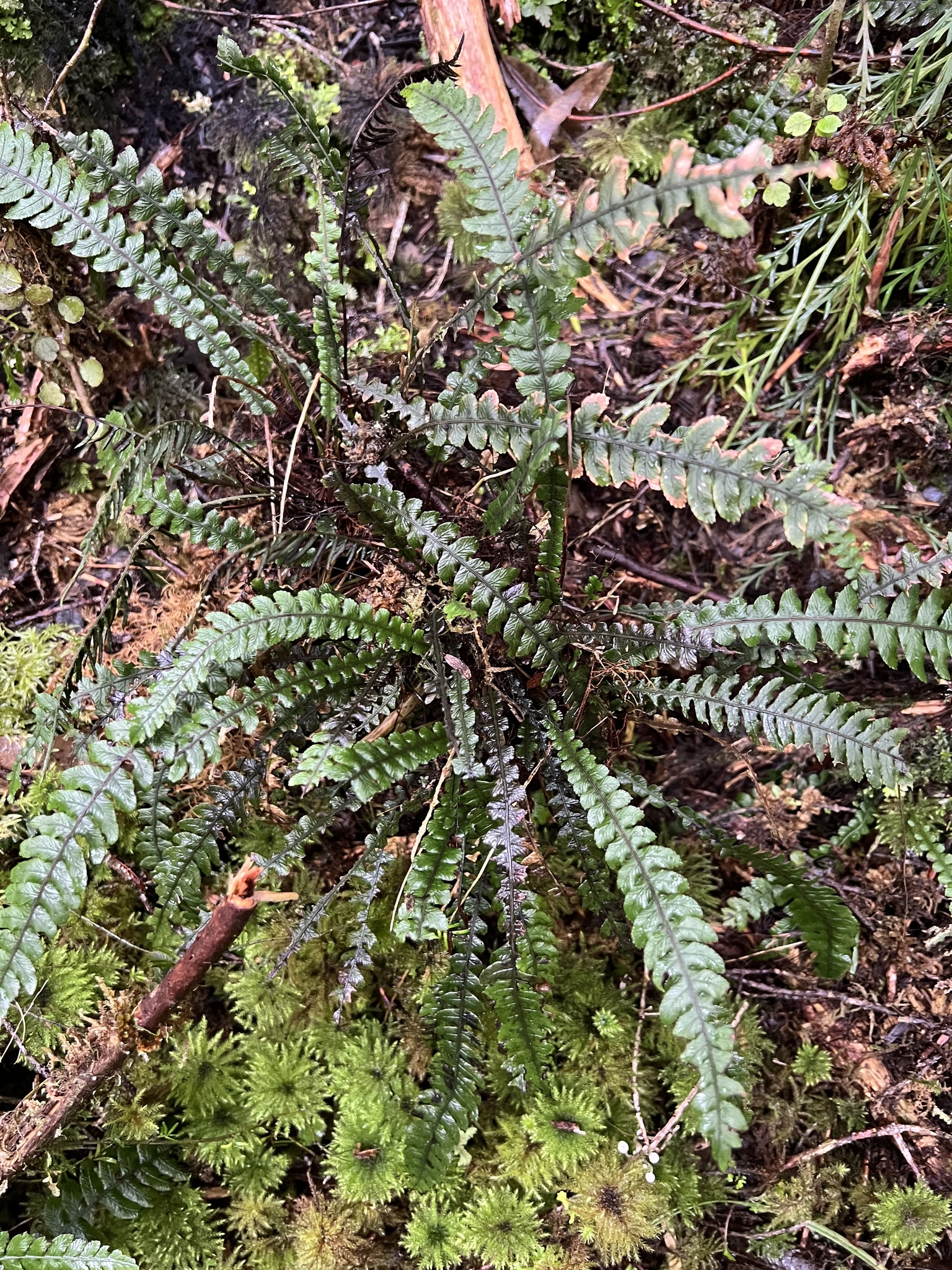 Blechnum ×