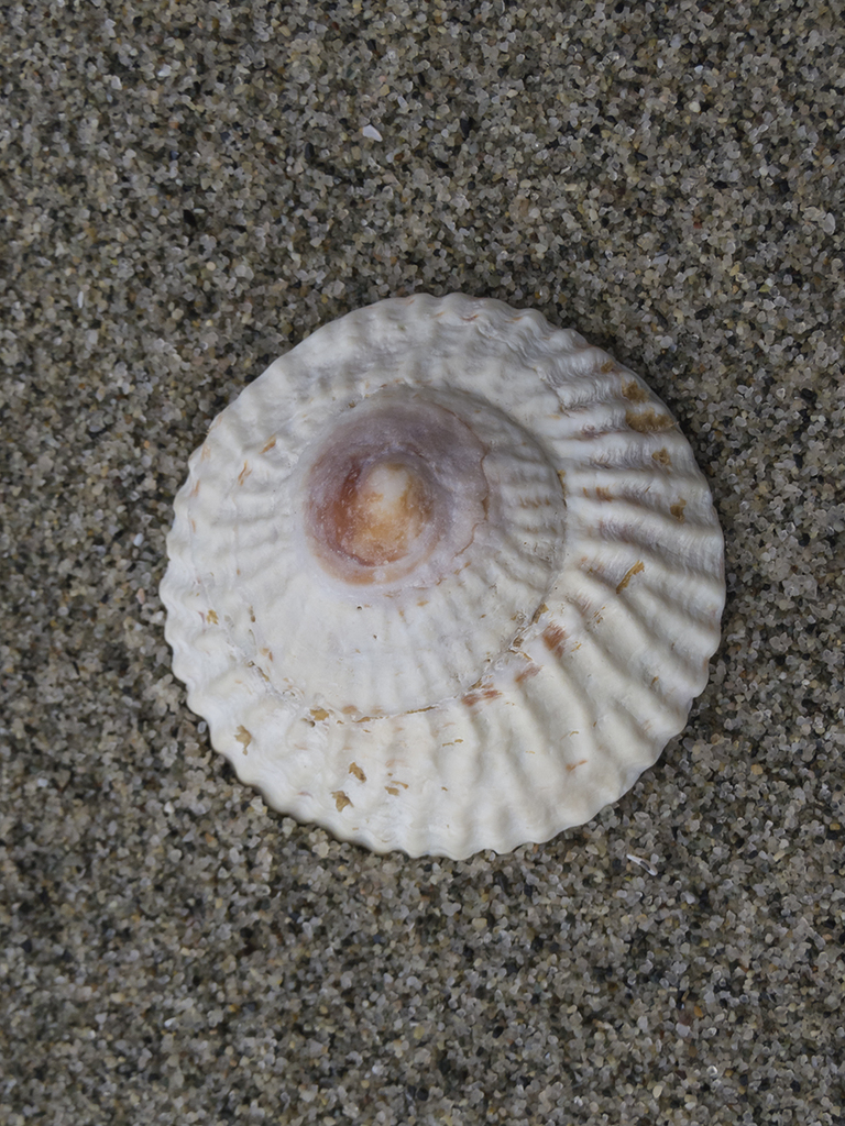 Trochita trochiformis