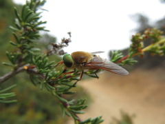 Pangoniinae
