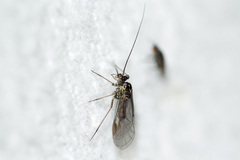 Mesopsocus