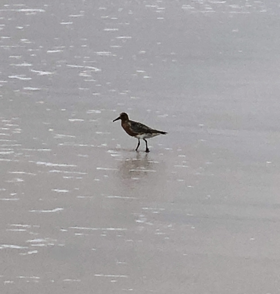 Red Knot from Pui O area on May 07, 2019 by biobanklantauhk · iNaturalist