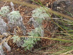 Artemisia mauiensis