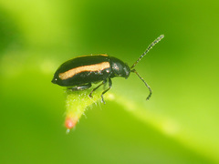 Phyllotreta nemorum