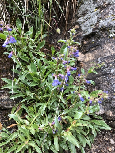 Front Range Beardtongue
