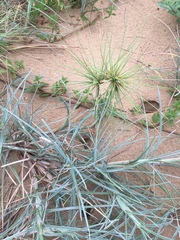 Spinifex littoreus
