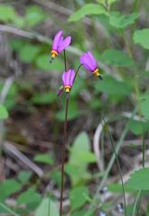 Primula pauciflora pauciflora