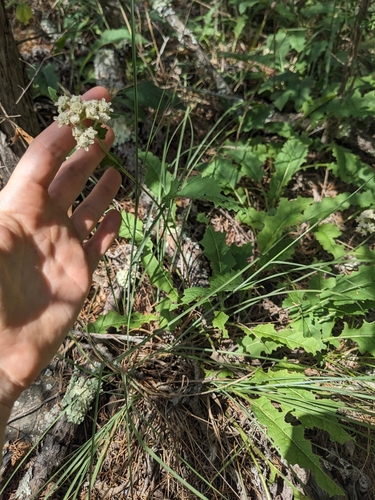Image of Parthenium auriculatum by (c) Alaina Krakowiak, some rights reserved (CC BY)