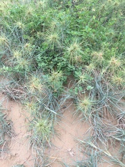 Spinifex littoreus