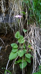 Primula cortusoides