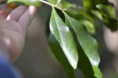 Denhamia celastroides