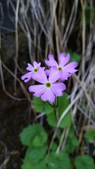 Primula cortusoides