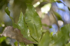 Denhamia celastroides