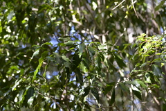 Denhamia celastroides