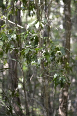 Denhamia celastroides