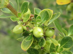 Coprosma montana