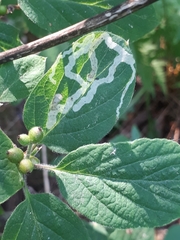 Aulagromyza hendeliana