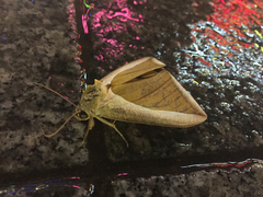 Eudocima salaminia