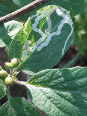 Aulagromyza hendeliana
