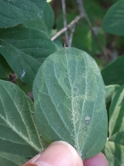 Aulagromyza hendeliana