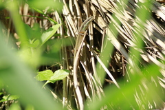Takydromus sexlineatus