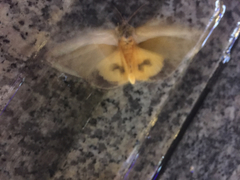 Eudocima salaminia