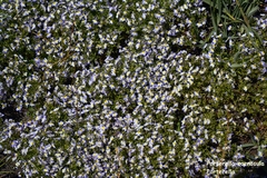 Porterella carnosula