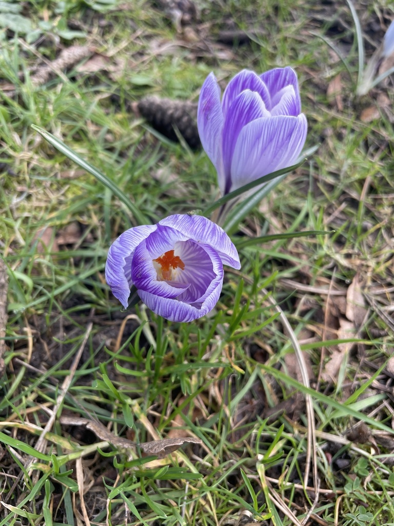 spring crocus from Gorsedd Gardens, Cardiff, Wales, GB on March 3, 2024 ...