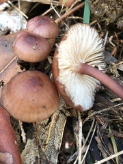 Mycena kurramulla