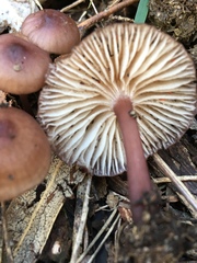 Mycena kurramulla