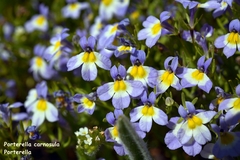 Porterella carnosula