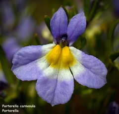 Porterella carnosula