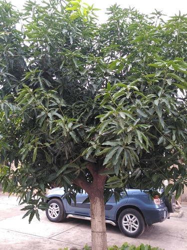 Mangifera indica image