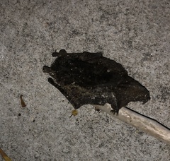 Pipistrellus tenuis