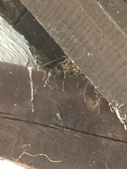 Phoenicurus ochruros