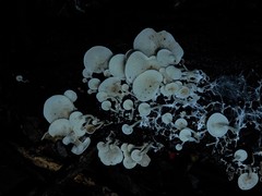 Rhizocybe albida