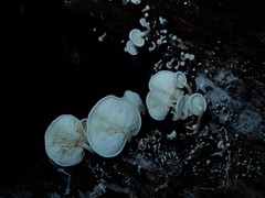 Rhizocybe albida