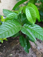 Blighia sapida