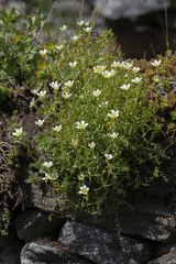 Saxifraga aspera