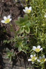 Saxifraga aspera