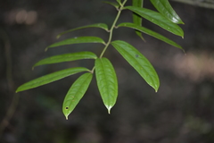 Ripogonum discolor