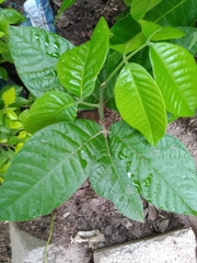 Blighia sapida