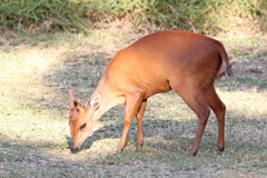 Cephalophorus natalensis natalensis