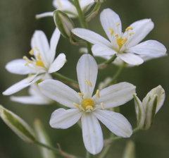 Ornithogalum pyramidale